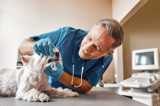 Best Emergency Gum Treatment in Montrose, PA